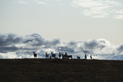 Silhouette of reindeer herd along kungsleden trail, lapland, sweden