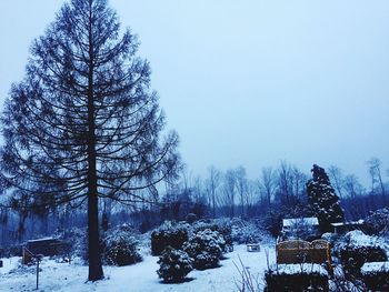 Trees on snow covered christmas tree against sky