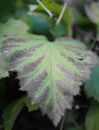 Close-up of leaves
