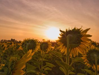 Close-up of sunflower on field against sky during sunset