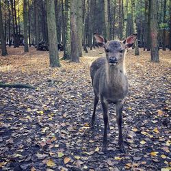 Animal in forest