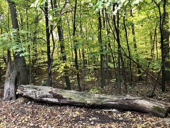 Trees in forest