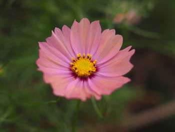 Close-up of pink flower