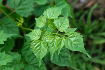 Close-up of fresh green leaves