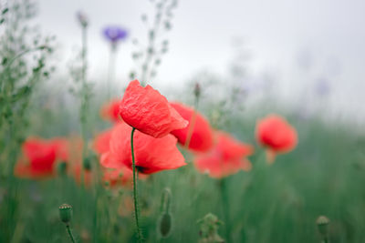 Close-up of red poppy flowers on field