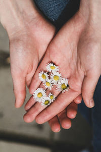 Close-up of hand holding flowering plant