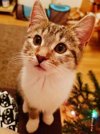 Close-up portrait of kitten at home