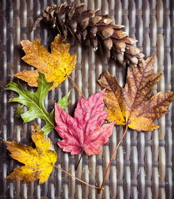 Close-up of autumn leaves on fence