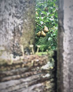 Close-up of food on tree