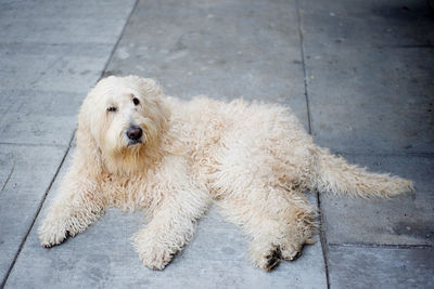Portrait of dog lying on street