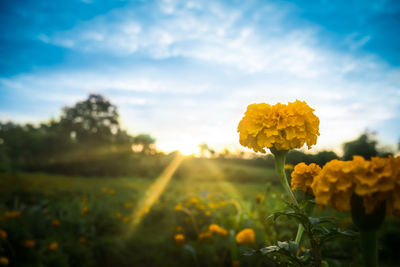 Close-up of yellow flowering plant on field against sky