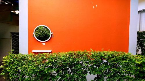 Green plants and ivy on tree