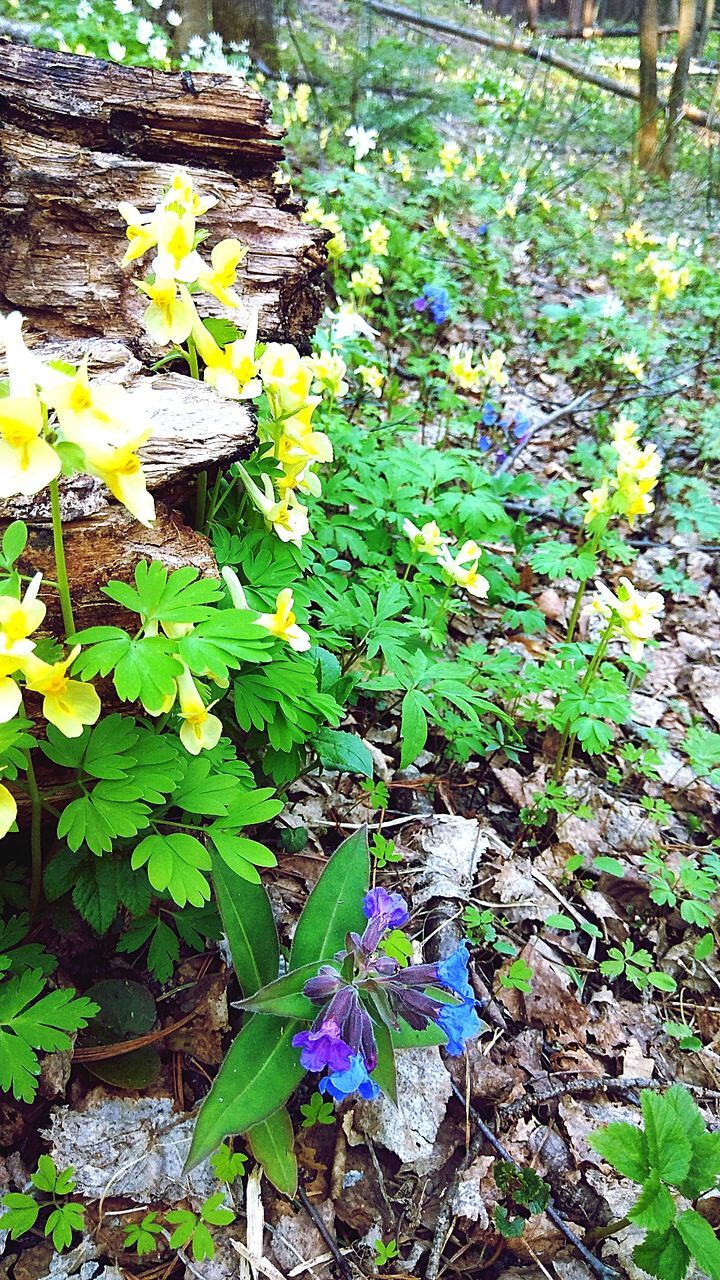 plant, growth, flower, flowering plant, beauty in nature, day, nature, plant part, leaf, vulnerability, fragility, freshness, no people, green color, high angle view, petal, close-up, outdoors, land, yellow, flower head