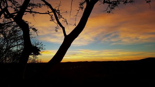 Silhouette trees against sky during sunset