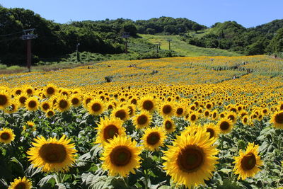 Scenic view of sunflower field