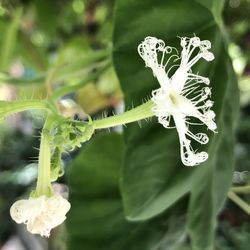 Close-up of white flowering plant