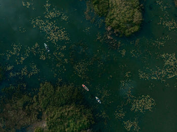 High angle view of person against trees in forest