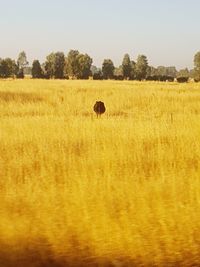 Hay bales in a field