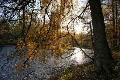 Trees by lake in forest during autumn