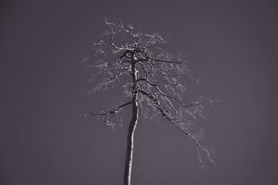 Close-up of plant against white background