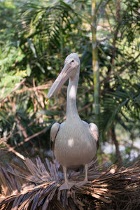 Close-up of bird perching on tree