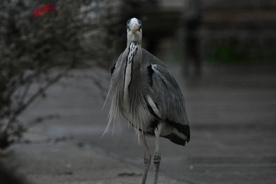 Close-up of bird