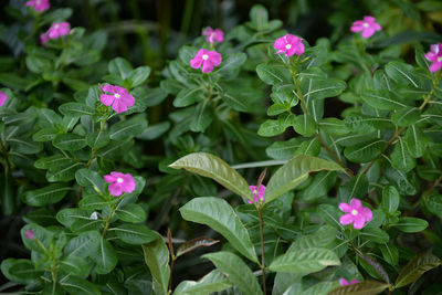 Close-up of purple flowers blooming outdoors