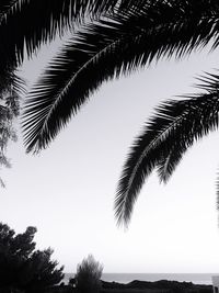 Low angle view of palm tree against clear sky