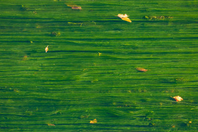 Full frame shot of green leaves floating on lake