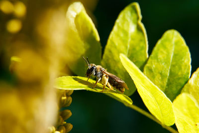 Close-up of honey bee pollinating flower