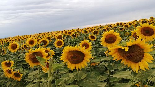 Sunflowers blooming on field against sky