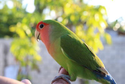 Close-up of parrot perching on tree