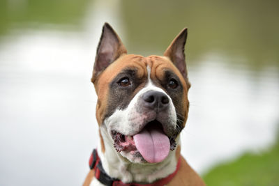 Close-up portrait of a dog