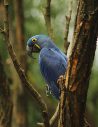 Close-up of bird perching on tree