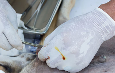 Close-up of hands of a veterinarian doctor