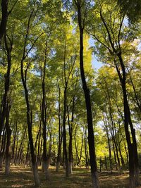 Trees in forest