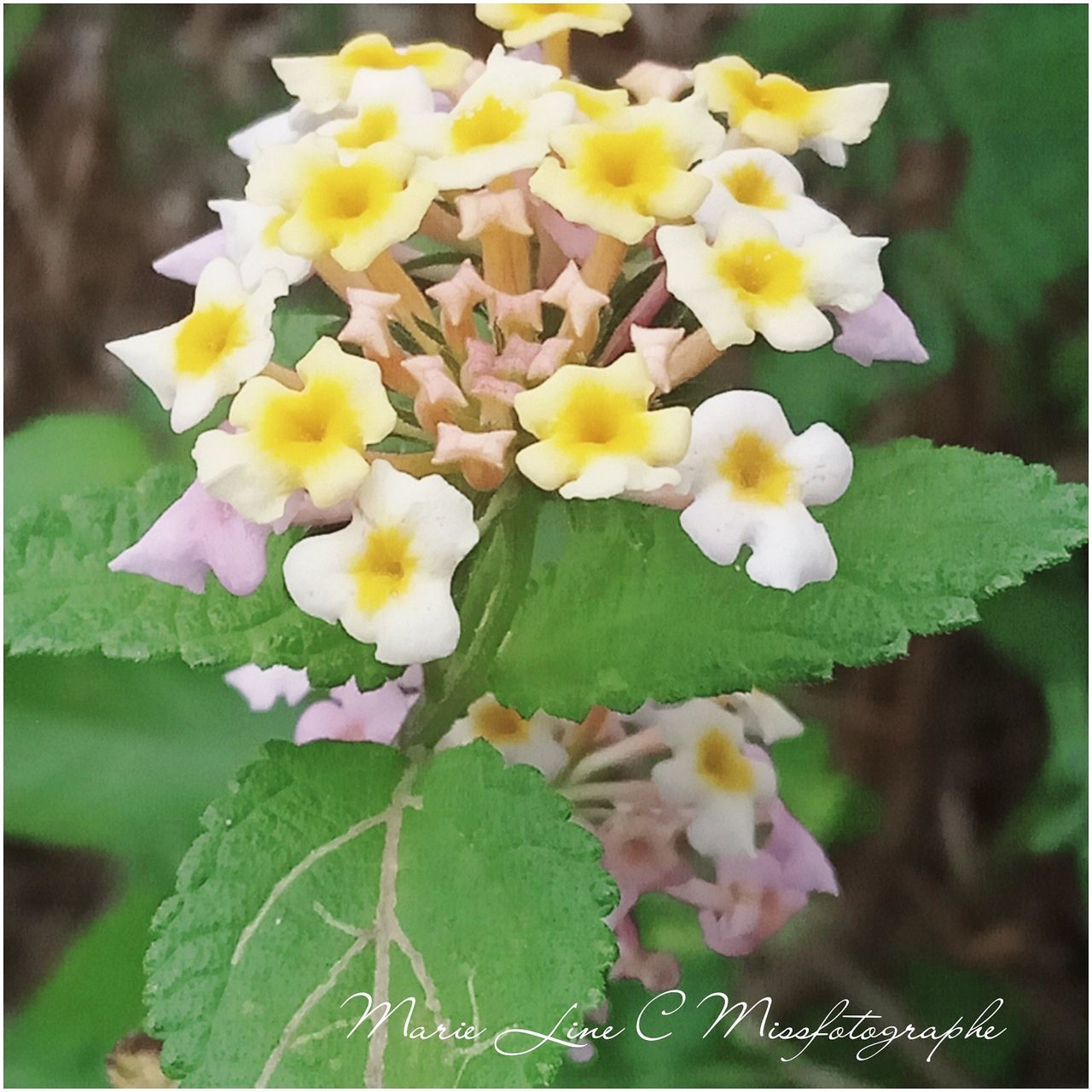 flower, flowering plant, plant, beauty in nature, vulnerability, fragility, freshness, petal, growth, flower head, inflorescence, close-up, nature, focus on foreground, day, plant part, leaf, outdoors, park, yellow, no people, lantana, bunch of flowers