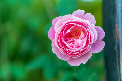 Close-up of pink rose