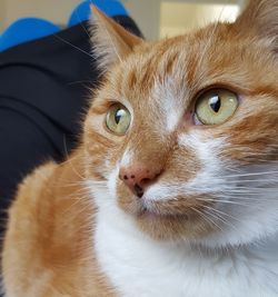 Close-up portrait of cat