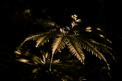 Low angle view of leaves against sky at night