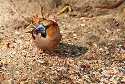 Close-up of a bird perching on a field