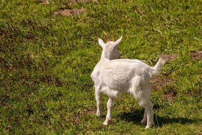 Sheep standing in a field