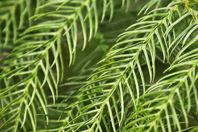 Macro view of delicate branches on a norfolk pine.