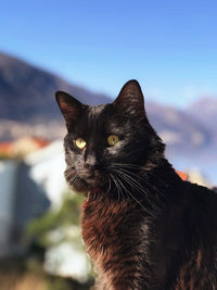 Close-up portrait of a cat