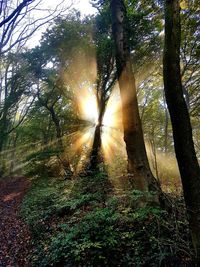 Trees in forest