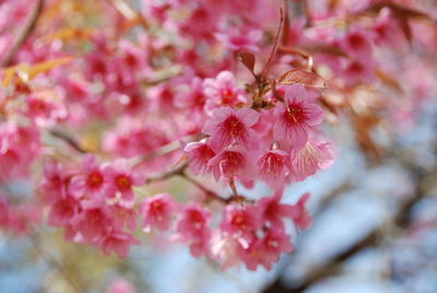 Close-up of pink flowers
