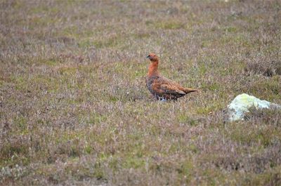 Side view of a bird on field