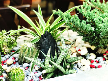 Close-up of black succulent plant