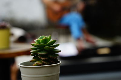 Close-up of succulent plant in pot