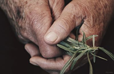 Cropped hands holding rosemary